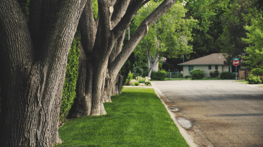 Tree Roots in Sewer Lines — Causes, Warning Signs, and How to Fix the Problem